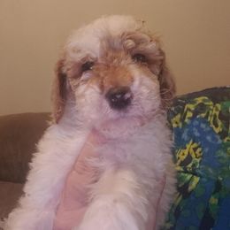 Boy 4 - Poodle puppy from Stutman Hollow Poodles