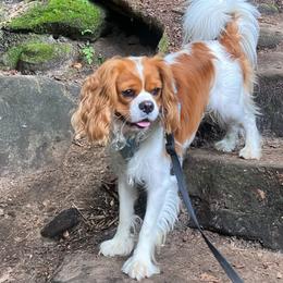 Yuki - Cavalier King Charles Spaniel