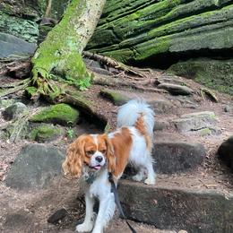 Yuki - Cavalier King Charles Spaniel