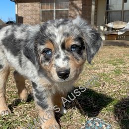 Australian Shepherd Puppies from Mika’s Aussies