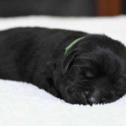 Michael Jackson - Black male Labrador Retriever puppy in Charlotte, North Carolina from Patton Premier Labradors
