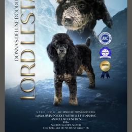 Lord Lestat - Phantom male Poodle puppy in Lake Panasoffkee, Florida from Donnas Deluxe Doodles LLC