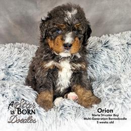 Orion - Orange Collar - Blue merle male Bernedoodle puppy in Jackson, Michigan from A Star is Born Doodles
