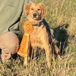Tiki - Golden Retriever