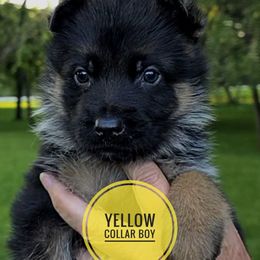 Yellow boy - Black and red male German Shepherd puppy in Paola, Kansas from Parkseite German Shepherds