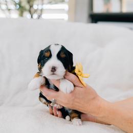 Sally - Tri-color female Bernedoodle puppy in Murray, Utah from Sun Valley Doodles