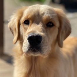 Mercy - Golden Retriever