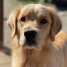 Mercy - Golden Retriever