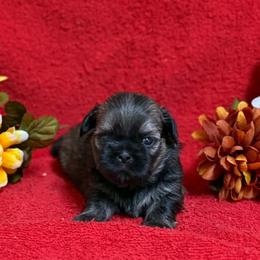 Dark Gold Boy - Gold male Shih Tzu puppy in Vinita, Oklahoma from Locust Creek Shih Tzu & Havanese