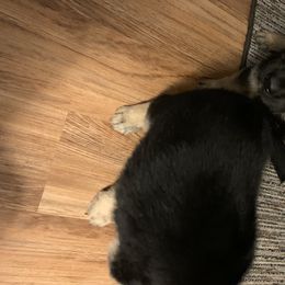 German Shepherd Puppies from Klein Bauernhof German Shepherds
