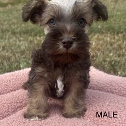 Maltese, Miniature Schnauzer, and Yorkshire Terrier Puppies from Sassy Yorkie , miniature schnauzer , Maltese Love of Alabama