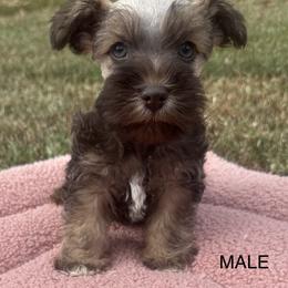 Maltese, Miniature Schnauzer, and Yorkshire Terrier Puppies from Sassy Yorkie , miniature schnauzer , Maltese Love of Alabama