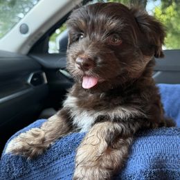 Havanese puppies from Havi Haus (Coco's Puppies)