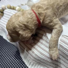 Girl 4 - female Poodle puppy in Statesville, North Carolina from Magnolia Crown’s Standard Poodles