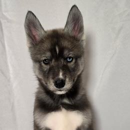 Thor - From Health Tested Parents - Agouti and white male Siberian Husky puppy in San Jose, California from Limitless Huskies