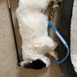 Sporty Mix Puppies from Seay's Sporty Mixes