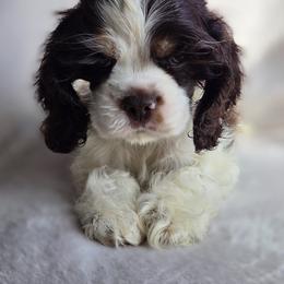 Cocker Spaniel and Shih Tzu Puppies from Northstar Shih Tzu
