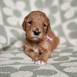 Goldendoodle Puppies from Doodles of West Chester