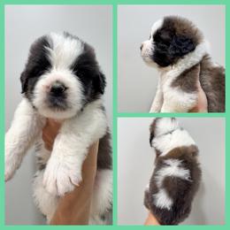 Teal - Mahogany and white female Saint Bernard puppy in Ladysmith, Wisconsin from Northwoods Saint Bernards