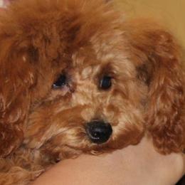 Maltipoos and Poodles from GG’s Maltipoos and Toy Poodles