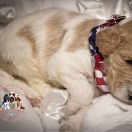 Goldendoodle Puppies from Best Doodles