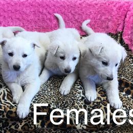 German Shepherd Puppies from Lone Cone Kennels