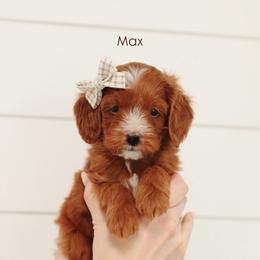 Max - Red  male Goldendoodle puppy in Rio Linda, California from GoldendoodlePaw