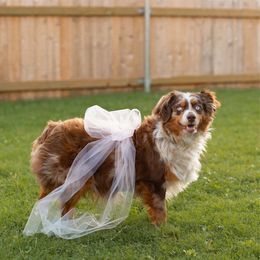 Lucy - Miniature Australian Shepherd