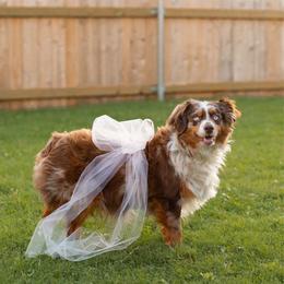 Lucy - Miniature Australian Shepherd