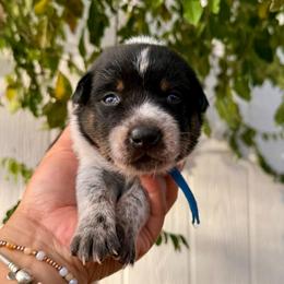 Gemini - Blue speckled male Australian Cattle Dog puppy in Sahuarita, Arizona from A2 Australian Cattle Dogs