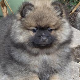 Frosty - Cream sable male Pomeranian puppy in Sanford, Florida from Serena's Poms