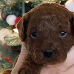 Boy 1 - Red  Goldendoodle puppy in Riverton, Utah from Utah Doodlebug