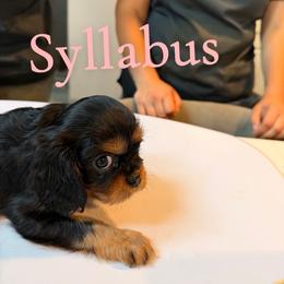 Syllabus - Black and tan female Cavalier King Charles Spaniel puppy in Rockville, Maryland from Skais the Limit
