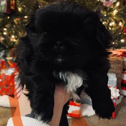 Orange - Black male Pekingese puppy in New Palestine, Indiana from Hausers Perfect Pekingese