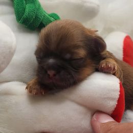 Shih Tzu Puppies from My Little Shih Tzu Dreams