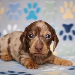 Puppy 1 - Dapple female Dachshund puppy in Red Bud, Illinois from Midwest Miniature Dachshunds