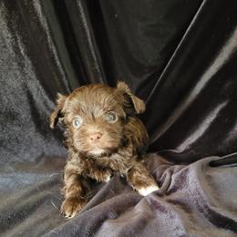 Sneakers - Chocolate and tan male Yorkshire Terrier puppy in Buda, Texas from BIOLA'S YORKIES