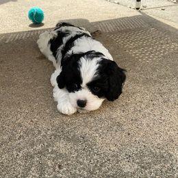 Cavapoo Puppies from Sharices Cavapoos