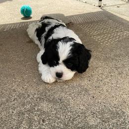 Cavapoo Puppies from Sharices Cavapoos