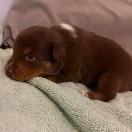 Tootsie - Red tri-color female Australian Shepherd puppy in East Hartford, Connecticut from CT Aussies