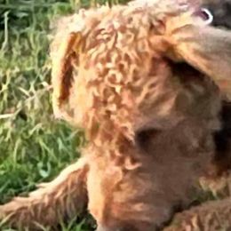 Jeanie - Airedale Terrier