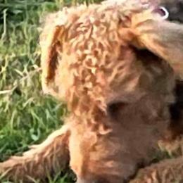 Jeanie - Airedale Terrier