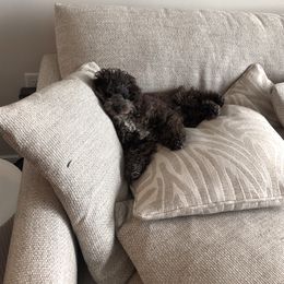 Australian Shepherd and Poodle Puppies from The Mason Farm