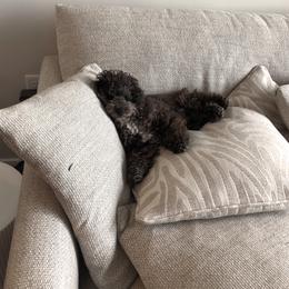 Australian Shepherd and Poodle Puppies from The Mason Farm