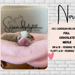 Nori - Liver and white Cardigan Welsh Corgi puppy in Westminster, Maryland from Serendipity Corgi's