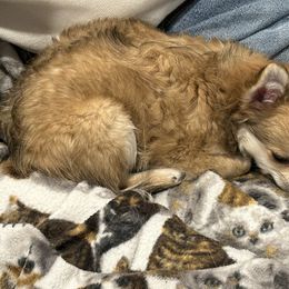 DHC’S Bailey - Chihuahua
