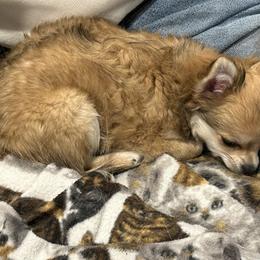 DHC’S Bailey - Chihuahua