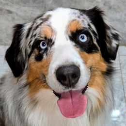 SPARTAN - Australian Shepherd