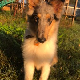 Collies from Caleb’s Collies