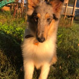 Collies from Caleb’s Collies